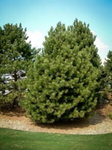 Сосна Чёрная (Pinus Nigra) купить по цене от 270.00р. в интернет-магазине «Посадика» с доставкой почтой в в Боровичие и по всей России – [изображение №1].