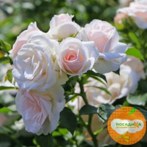 Роза почвопокровной Аспирин в Боровичие