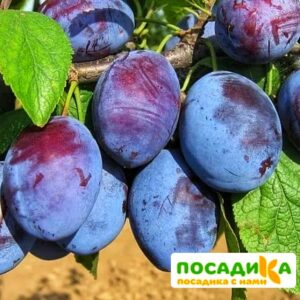 Слива Чачакская ранняя купить по цене от 229.00р. в интернет-магазине «Посадика» с доставкой почтой в в Боровичие и по всей России – [изображение №1].