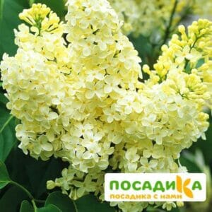 Сирень Примроуз (Primrose) купить по цене от 529.00р. в интернет-магазине «Посадика» с доставкой почтой в в Боровичие и по всей России – [изображение №1].