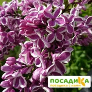 Сирень Сенсация купить по цене от 529.00р. в интернет-магазине «Посадика» с доставкой почтой в в Боровичие и по всей России – [изображение №1].