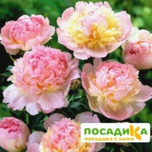 Пион Распберри Сандей (Paeonia Raspberry Sundae) купить по цене от 959р. в интернет-магазине «Посадика» с доставкой почтой в в Боровичие и по всей России – [изображение №1].