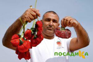 Клубника Гигант Джорнея купить по цене от 266р. в интернет-магазине «Посадика» с доставкой почтой в в Боровичие и по всей России – [изображение №1].