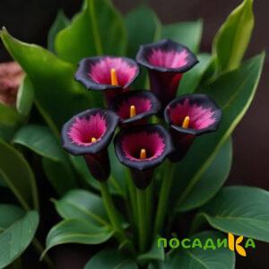 Калла Аура Лейс купить по цене от 400р. в интернет-магазине «Посадика» с доставкой почтой в в Боровичие и по всей России – [изображение №1].