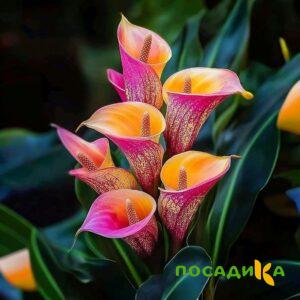 Калла Оникс купить по цене от 450р. в интернет-магазине «Посадика» с доставкой почтой в в Боровичие и по всей России – [изображение №1].