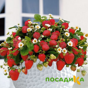Клубника Рубиновый Шепот (горшечная) купить по цене от 240р. в интернет-магазине «Посадика» с доставкой почтой в в Боровичие и по всей России – [изображение №1].