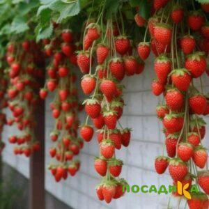 Клубника вьющаяся Комплимент купить по цене от 470р. в интернет-магазине «Посадика» с доставкой почтой в в Боровичие и по всей России – [изображение №1].