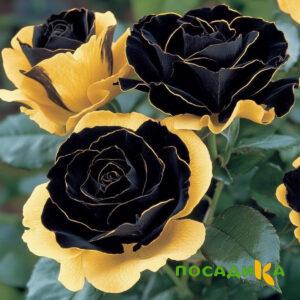 Роза Ханни Сикл купить по цене от 700р. в интернет-магазине «Посадика» с доставкой почтой в в Боровичие и по всей России – [изображение №1].