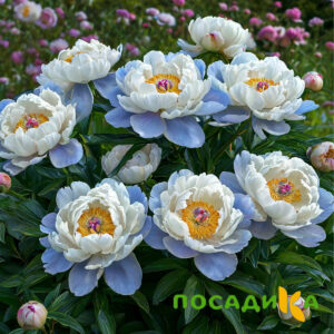 Пион акварельный Этюд купить по цене от 806р. в интернет-магазине «Посадика» с доставкой почтой в в Боровичие и по всей России – [изображение №1].