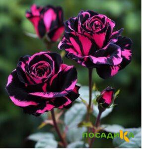 Роза Багровый Шепот купить по цене от 366р. в интернет-магазине «Посадика» с доставкой почтой в в Боровичие и по всей России – [изображение №1].