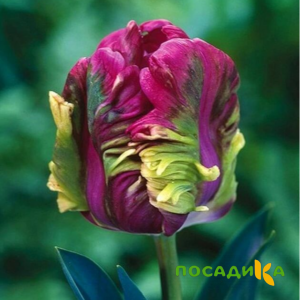 Тюльпан Экзотик Хэвен купить по цене от 186р. в интернет-магазине «Посадика» с доставкой почтой в в Боровичие и по всей России – [изображение №1].