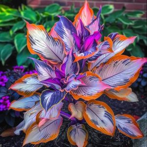 Хоста Эмеральд Тиара купить по цене от 602р. в интернет-магазине «Посадика» с доставкой почтой в в Боровичие и по всей России – [изображение №1].