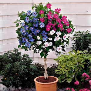 Гибискус-Дерево Триколор купить по цене от 289р. в интернет-магазине «Посадика» с доставкой почтой в в Боровичие и по всей России – [изображение №1].