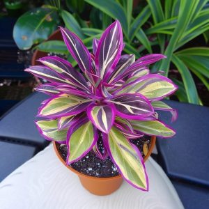 Хоста Сильвер Стик купить по цене от 650р. в интернет-магазине «Посадика» с доставкой почтой в в Боровичие и по всей России – [изображение №1].