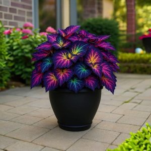 Хоста Фрости Блю купить по цене от 389р. в интернет-магазине «Посадика» с доставкой почтой в в Боровичие и по всей России – [изображение №1].