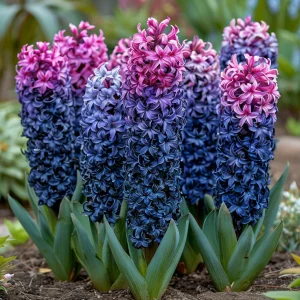 Гиацинт Блю Спринг купить по цене от 2099р. в интернет-магазине «Посадика» с доставкой почтой в в Боровичие и по всей России – [изображение №1].