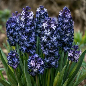 Гиацинт Блум Клауд купить по цене от 2099р. в интернет-магазине «Посадика» с доставкой почтой в в Боровичие и по всей России – [изображение №1].