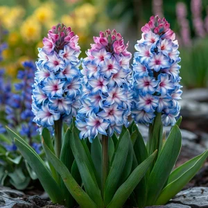 Гиацинт Пинк Мари купить по цене от 2099р. в интернет-магазине «Посадика» с доставкой почтой в в Боровичие и по всей России – [изображение №1].