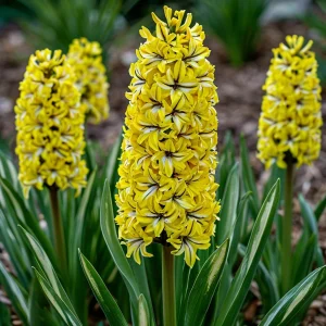 Гиацинт Сансет Голд купить по цене от 2099р. в интернет-магазине «Посадика» с доставкой почтой в в Боровичие и по всей России – [изображение №1].