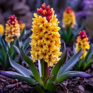 Гиацинт Миднайт Мистери купить по цене от 2099р. в интернет-магазине «Посадика» с доставкой почтой в в Боровичие и по всей России – [изображение №1].