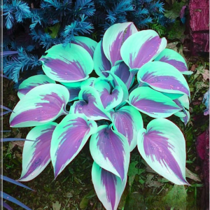 Хоста Висперин Бьюти купить по цене от 379р. в интернет-магазине «Посадика» с доставкой почтой в в Боровичие и по всей России – [изображение №1].